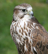 Saker Falcon