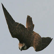 Saker Falcon