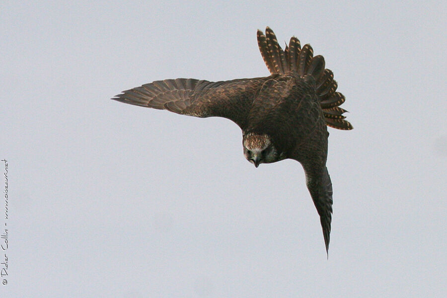 Saker Falcon