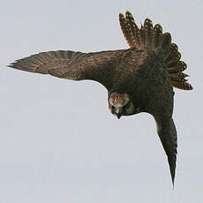 Saker Falcon