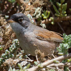 Spectacled Warbler