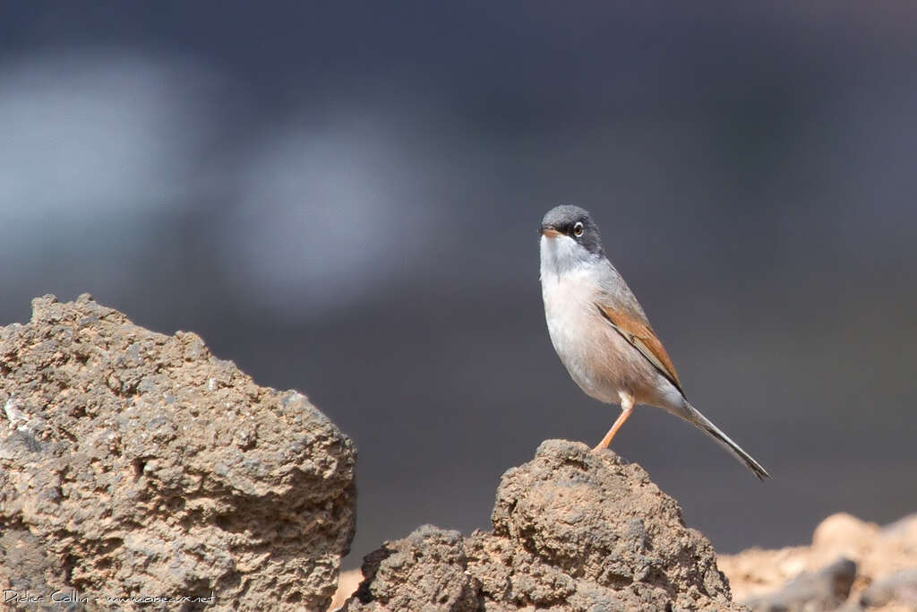 Spectacled Warbler male adult breeding, pigmentation, Behaviour