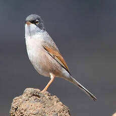 Spectacled Warbler