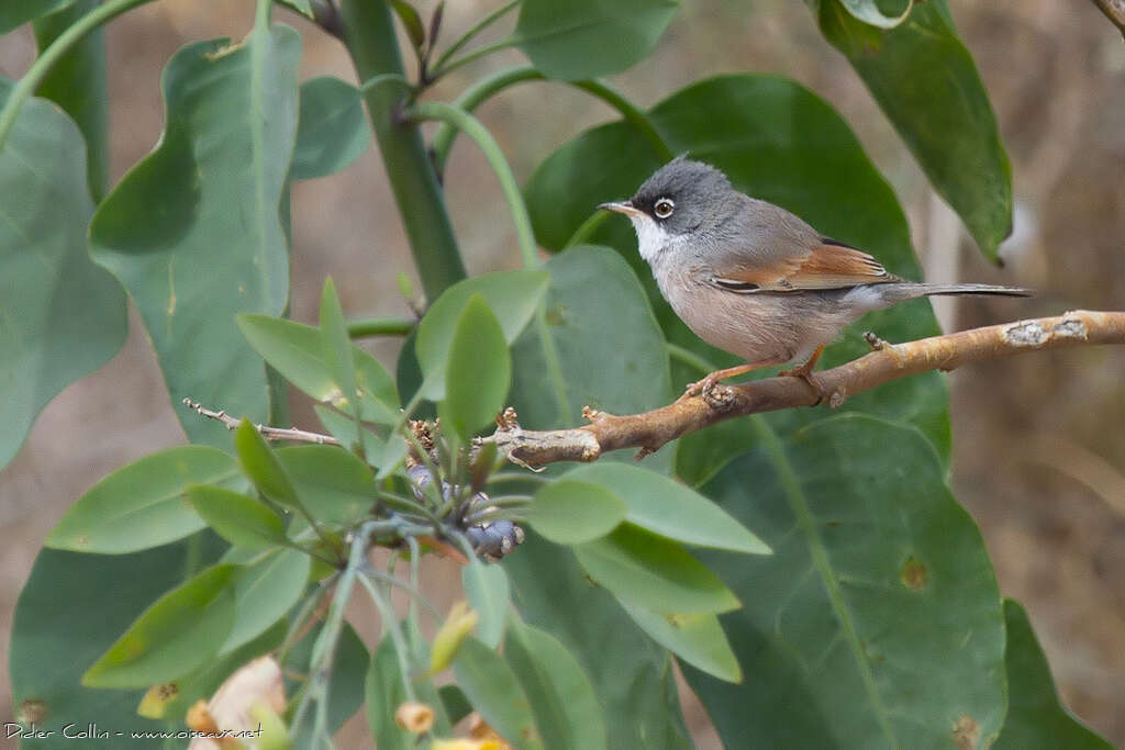 Spectacled Warbler male adult breeding, identification