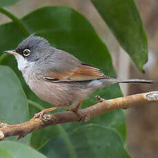 Spectacled Warbler