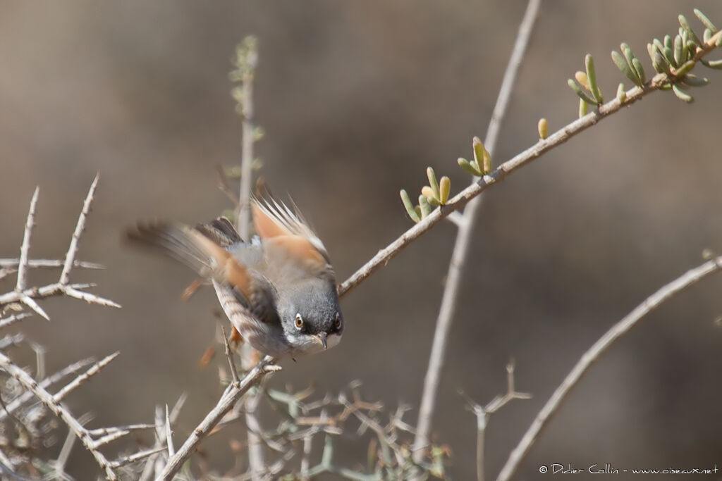 Spectacled Warbleradult, Flight