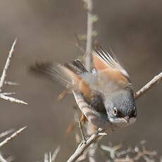 Spectacled Warbler