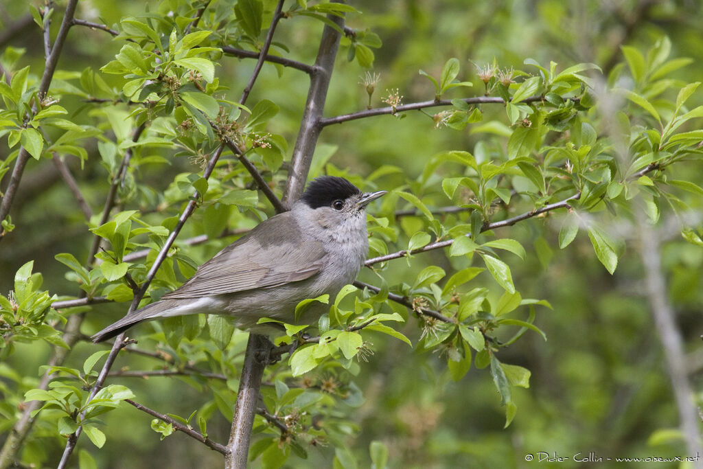 Eurasian Blackcap male adult, identification