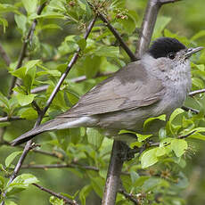 Eurasian Blackcap