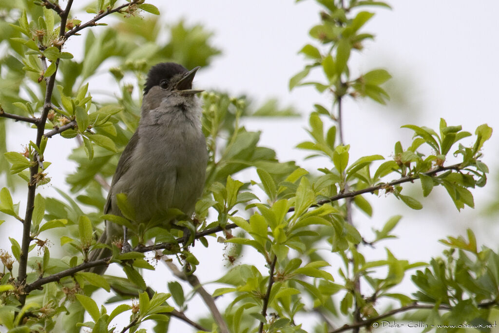 Eurasian Blackcap male adult, song