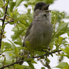 Eurasian Blackcap