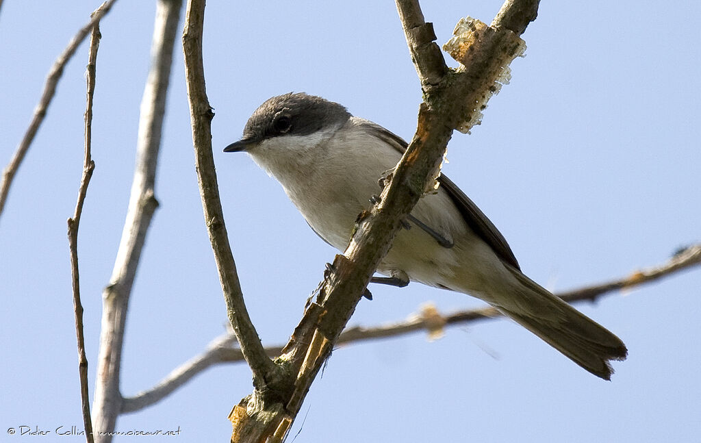 Lesser Whitethroat, identification