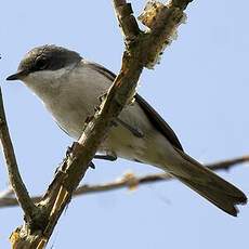 Lesser Whitethroat