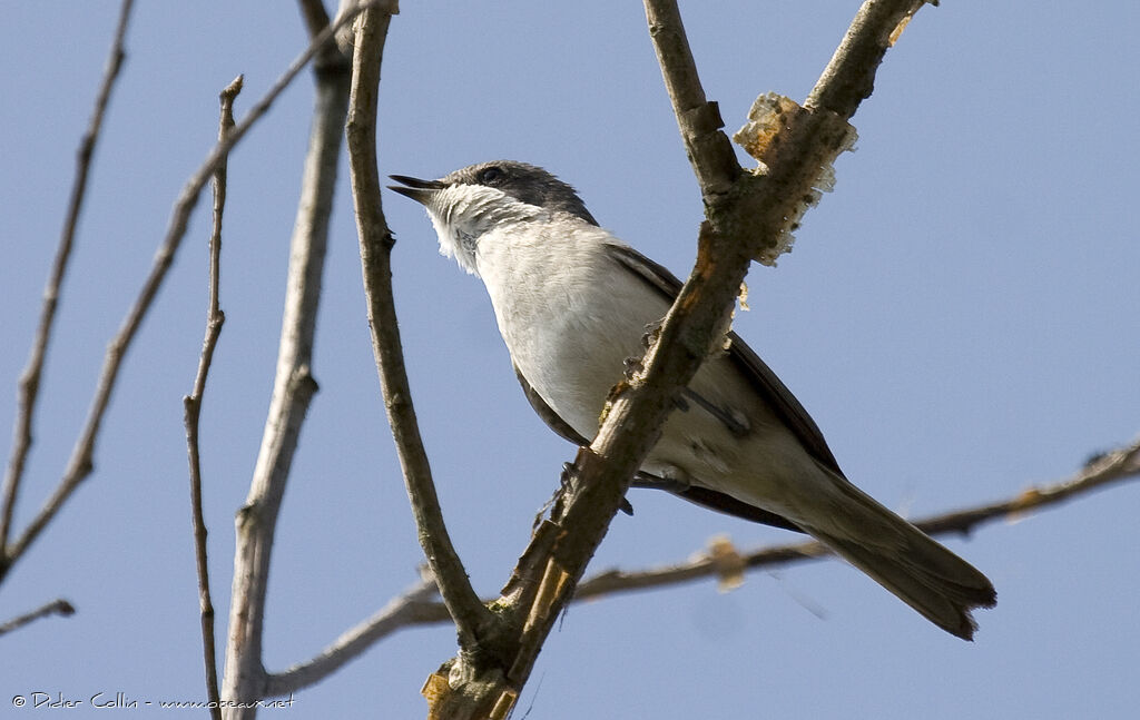 Lesser Whitethroat, song