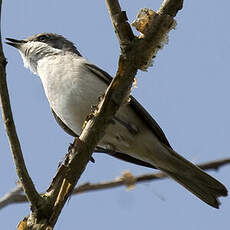 Lesser Whitethroat