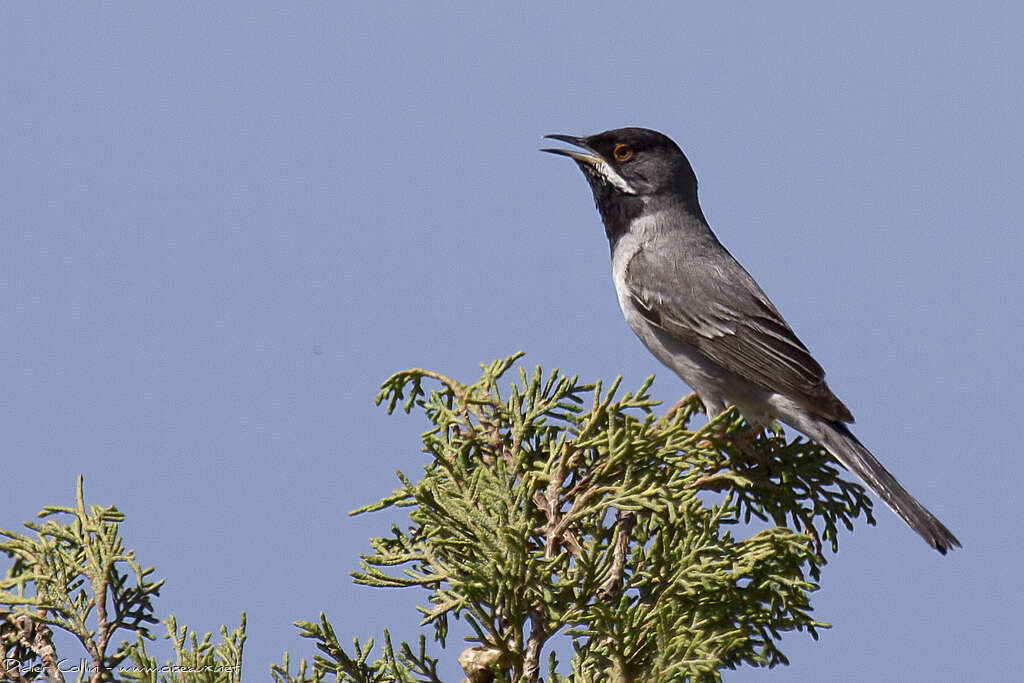 Rüppell's Warbler male adult breeding, pigmentation, song