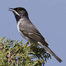 Rüppell's Warbler