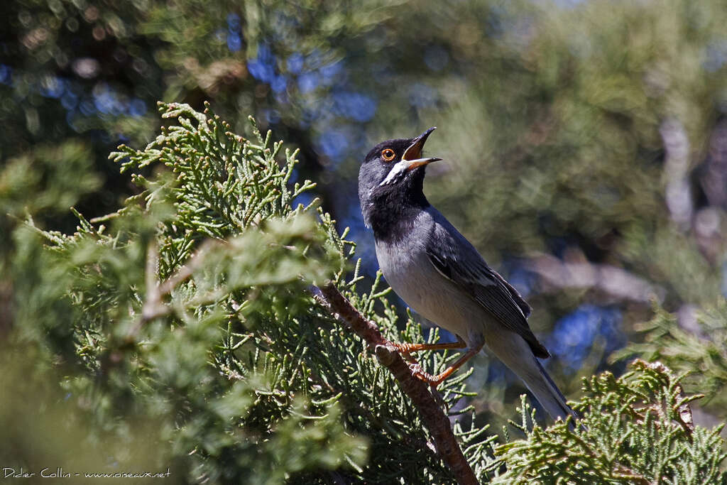 Fauvette de Rüppell mâle adulte nuptial, identification, chant