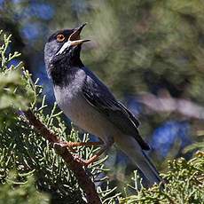 Rüppell's Warbler