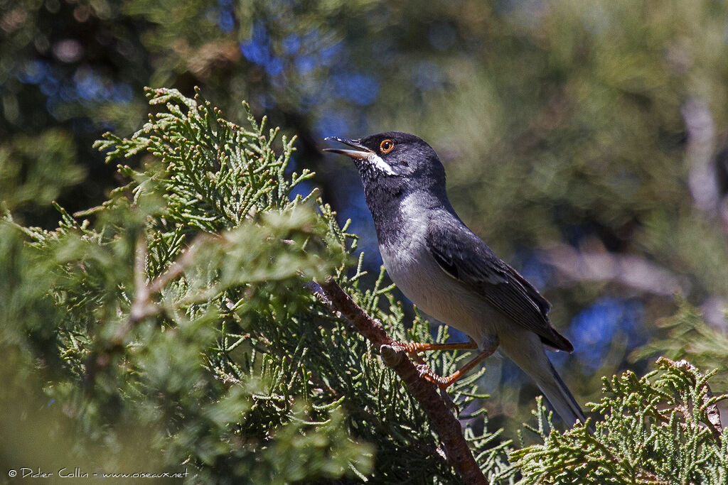 Fauvette de Rüppell mâle adulte, identification, chant