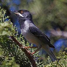 Rüppell's Warbler