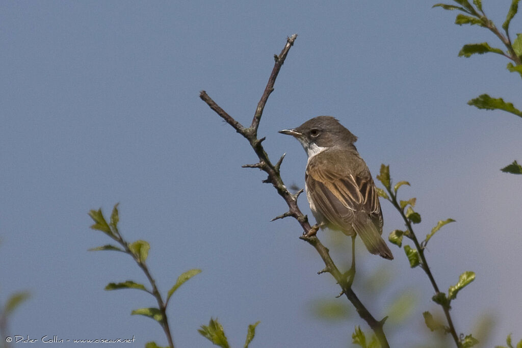 Common Whitethroat male adult, identification