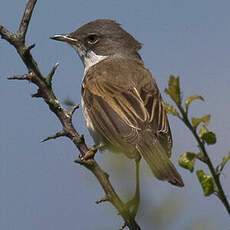 Common Whitethroat