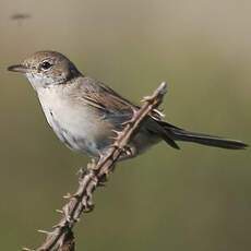 Common Whitethroat