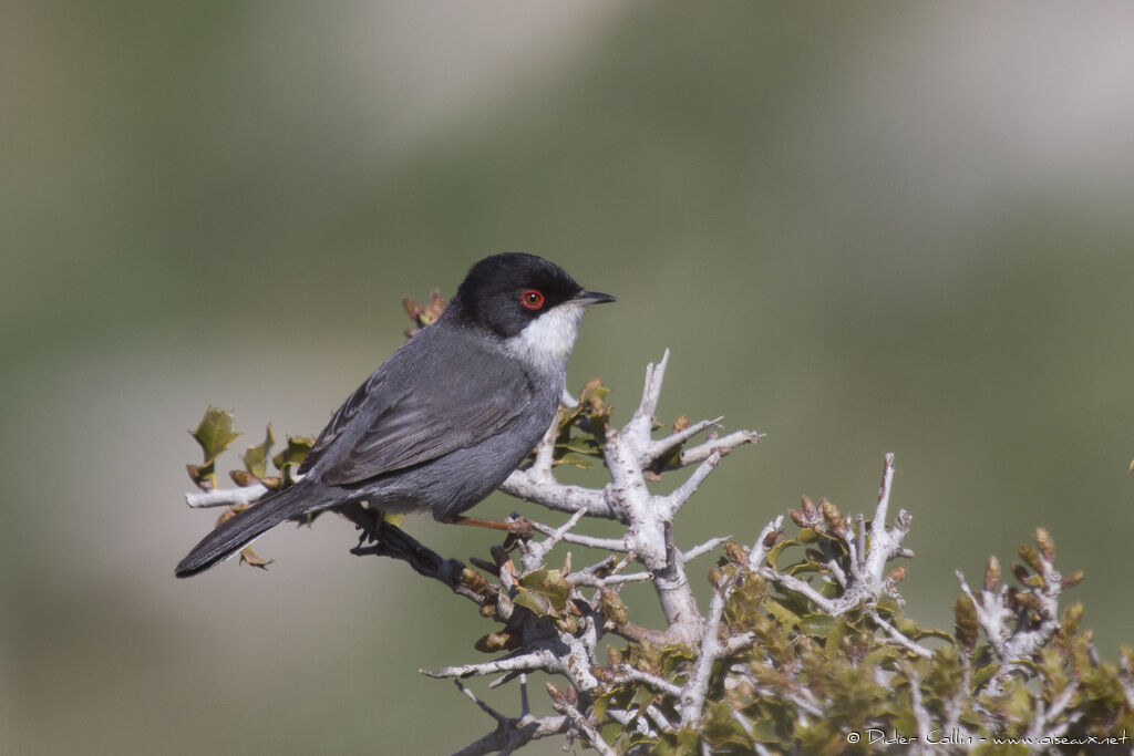 Sardinian Warbleradult, identification