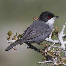 Sardinian Warbler