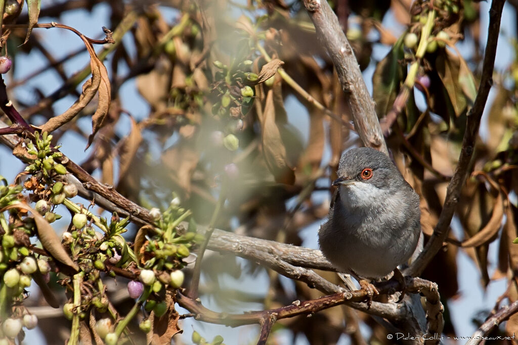 Sardinian Warbler female adult, identification