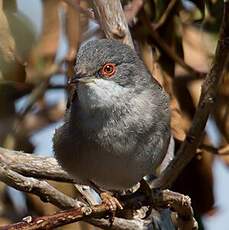 Sardinian Warbler