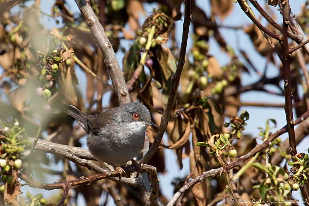 Sardinian Warbler female adult, identification