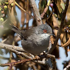 Sardinian Warbler