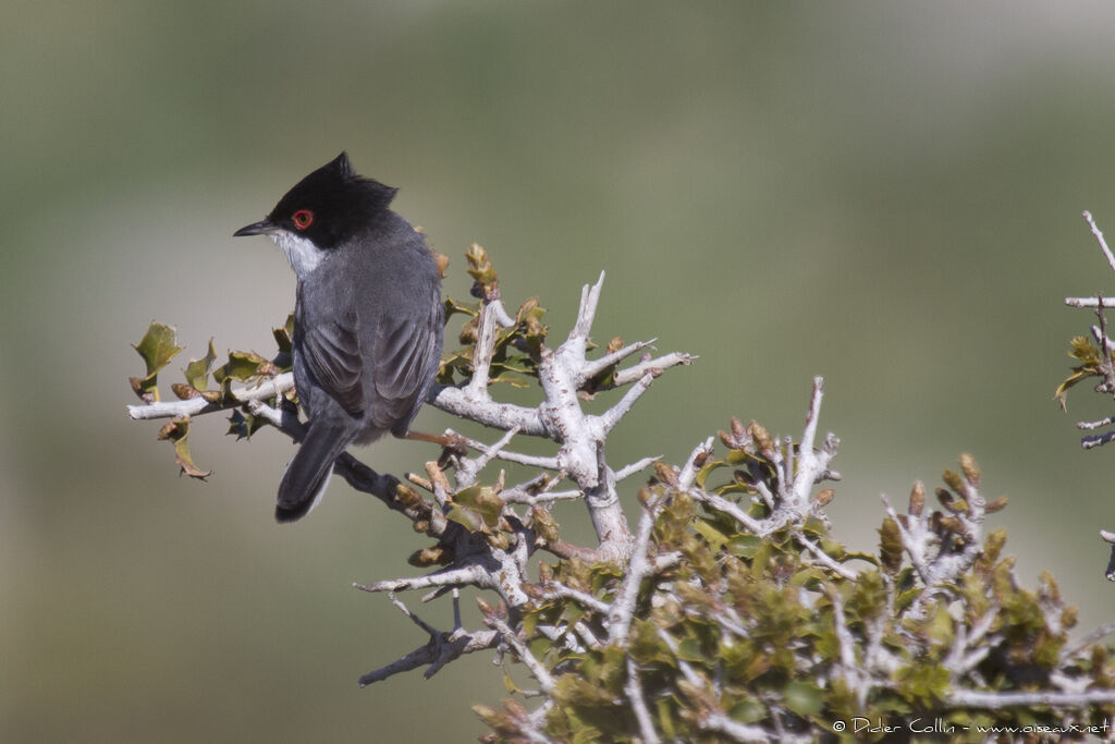 Sardinian Warbleradult, identification