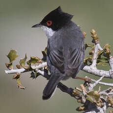 Sardinian Warbler