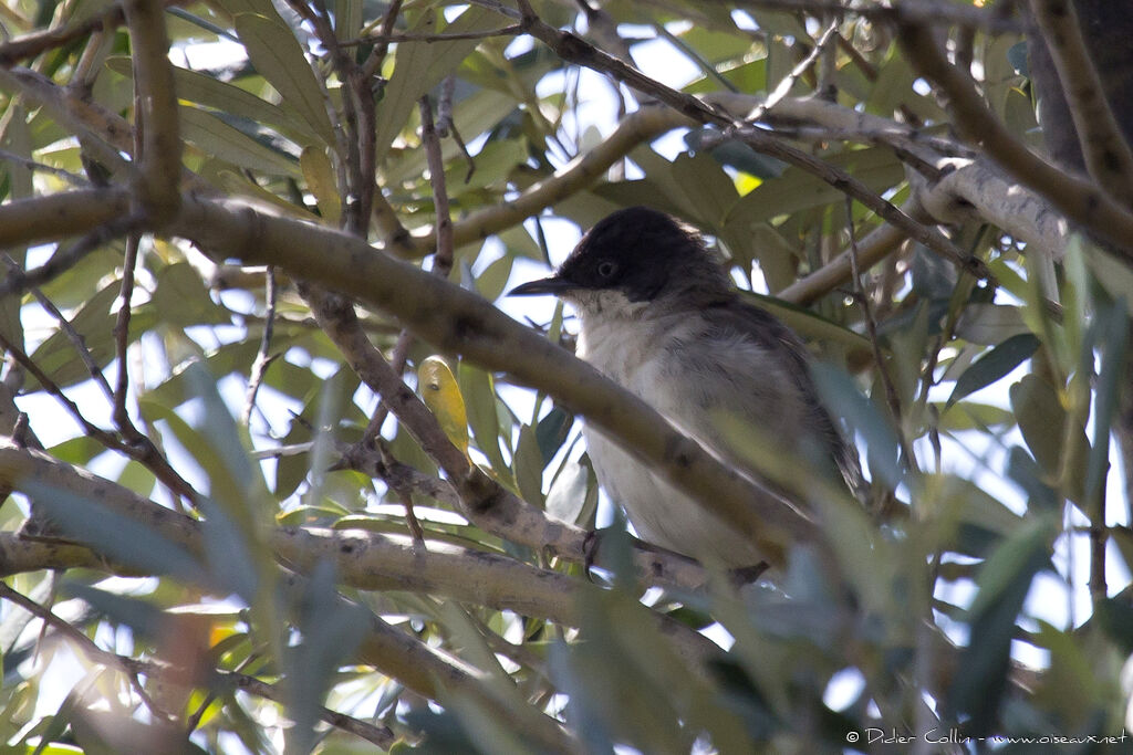 Eastern Orphean Warbler male adult