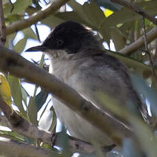 Eastern Orphean Warbler