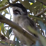 Fauvette orphéane