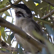 Eastern Orphean Warbler