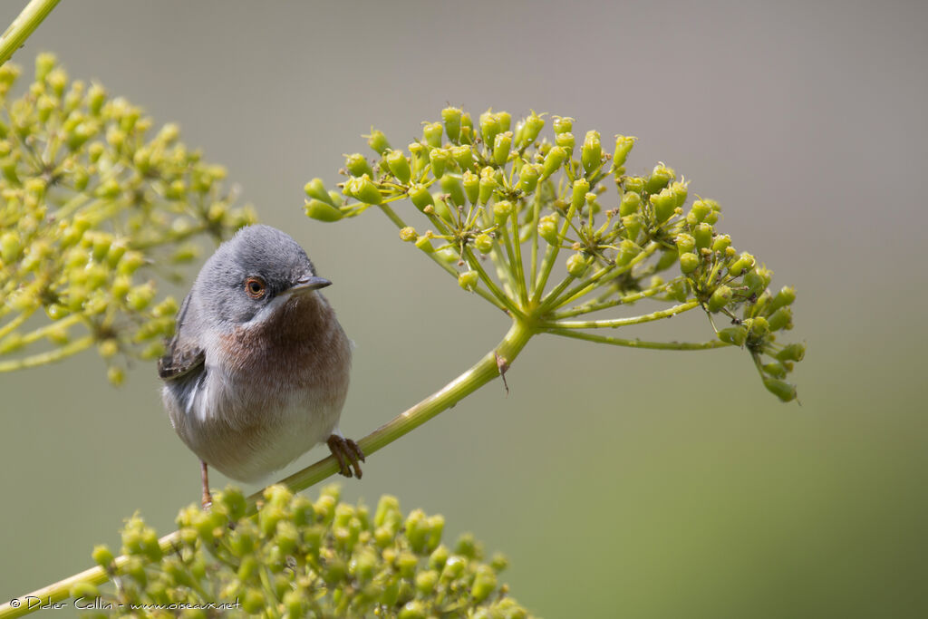 Fauvette passerinette mâle adulte, habitat, Comportement