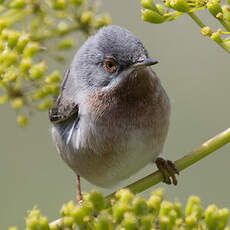 Western Subalpine Warbler