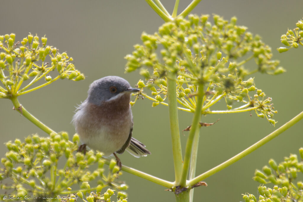 Western Subalpine Warbler male adult, habitat