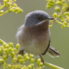 Subalpine Warbler