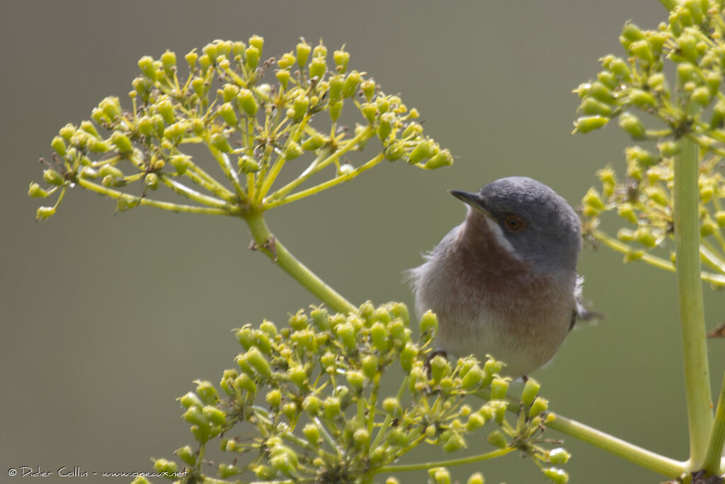 Western Subalpine Warbler male adult