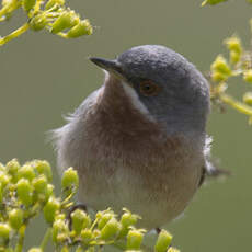 Western Subalpine Warbler