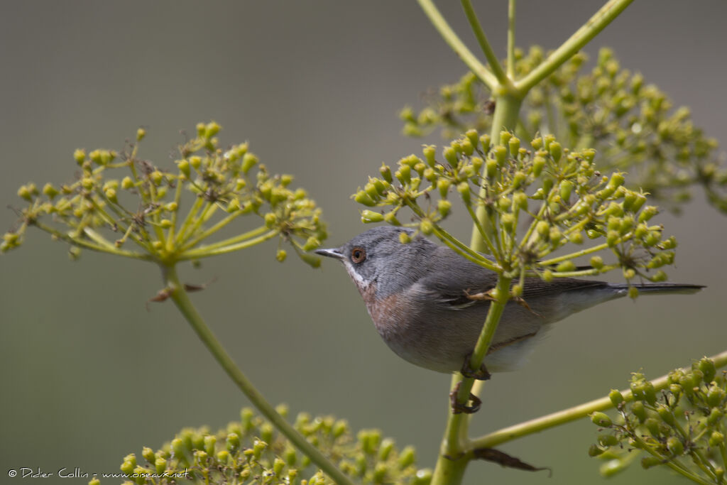 Western Subalpine Warbler male adult