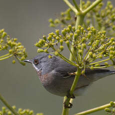 Western Subalpine Warbler