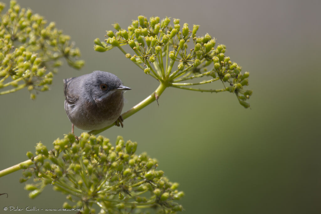 Western Subalpine Warbler male adult