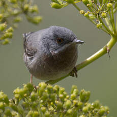 Western Subalpine Warbler